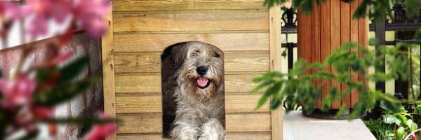 long hair dog in outdoor wooden kennel at house garden