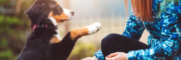 A beautiful young women on a walk with her dog. It’s play time, if you’ll be a good boy you’ll get a treat. A dog is the only thing on earth that loves you more than he loves himself.