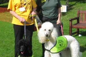 paddy and tullagh dog fun day 024